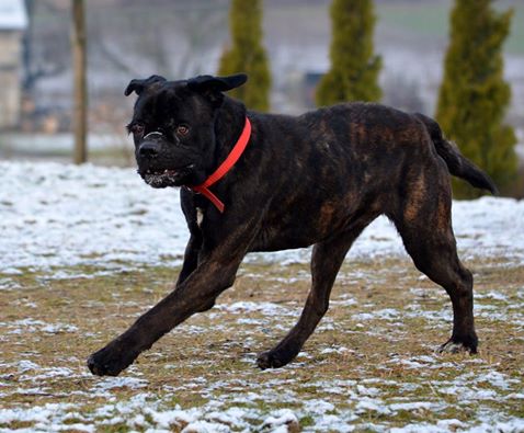 Masti Cane Corso - pierwsze dni u Gosi